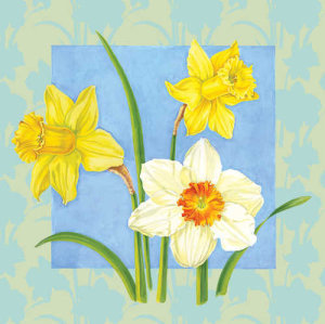 Daffodil