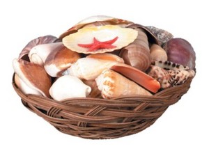 SHELL BASKET